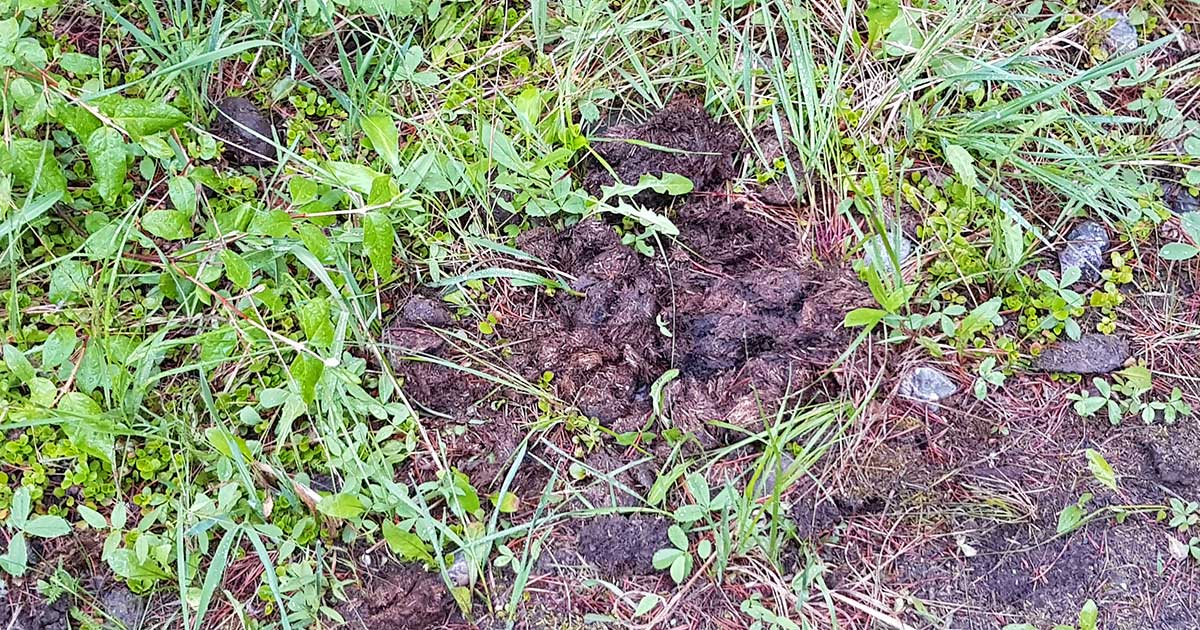 Bärenangriff vermeiden durch Erkennen von Spuren wie Bärenkot