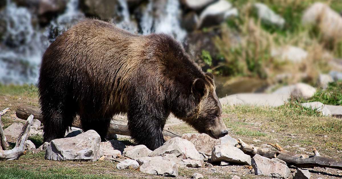 Grizzlybär erkennen Merkmale