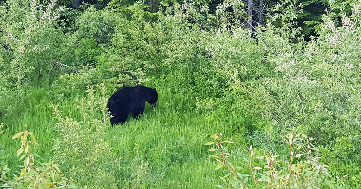 Wilder Schwarzbär in Kanada