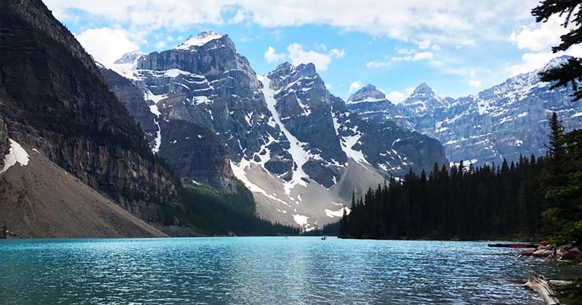 Bären in den Nationalparks von Kanada