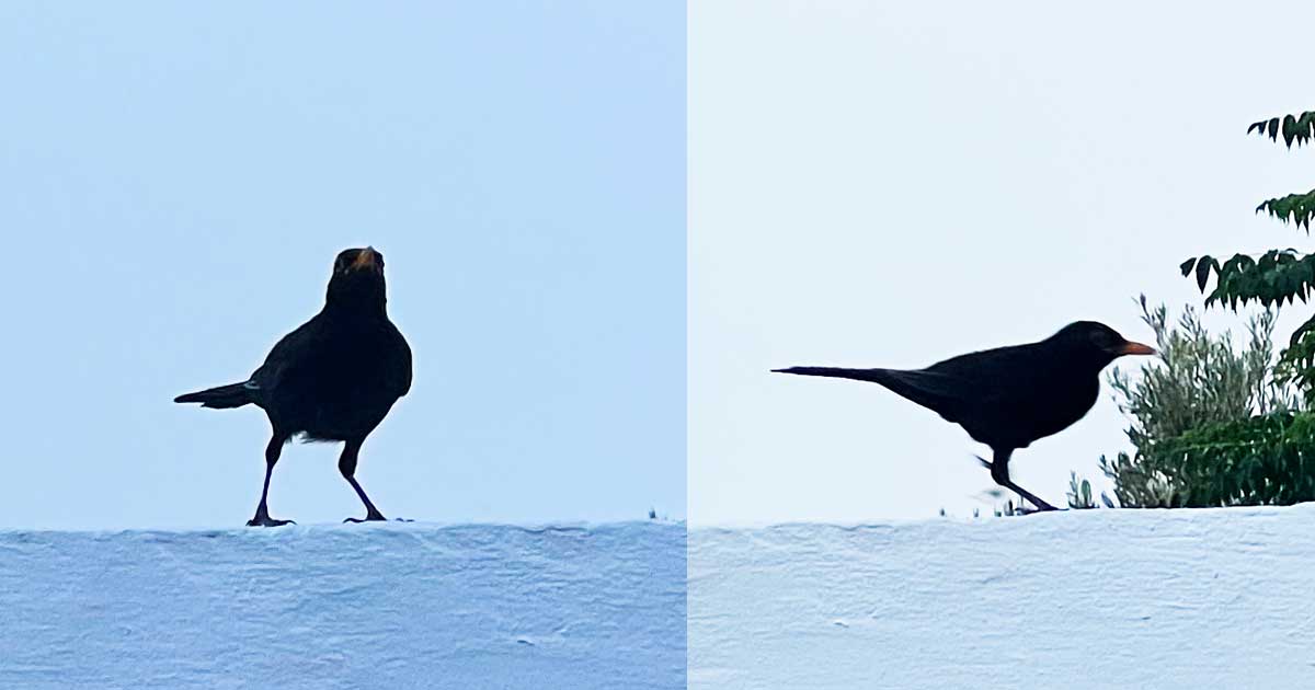 Amseln an ihrem Gesang erkennen  Amseln erkennen am Gesang