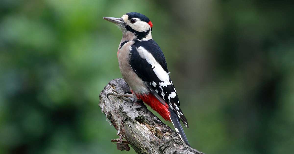 Spechte erkennen an der Vogelstimme und am Trommeln Buntspechte erkennen durch Gesang und Trommeln