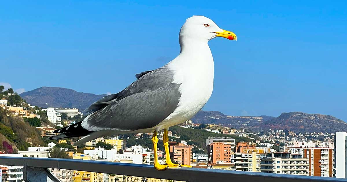 Möwen erkennen an ihrer Vogelstimme Vogelstimme einer Möwe erkennen