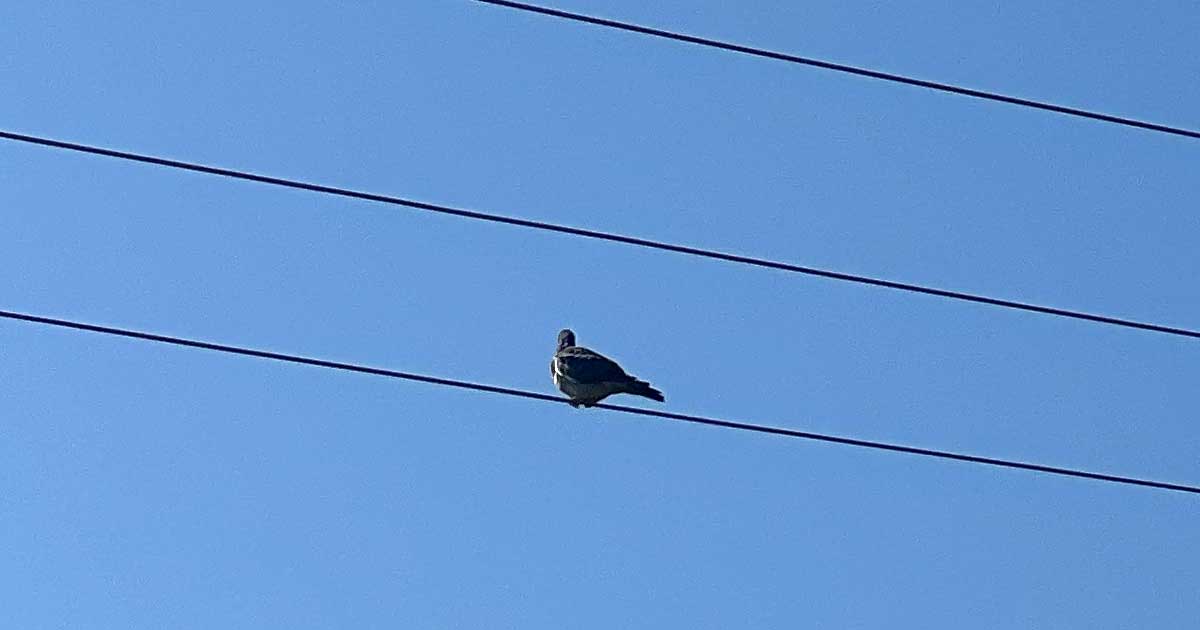 Tauben anhand ihrer Vogelstimme erkennen Tauben unterscheiden aufgrund ihrer Laute