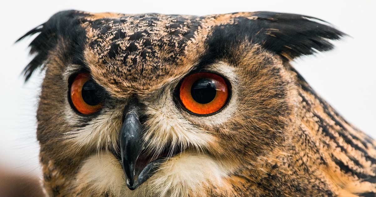 Uhus, Eulen an ihrer Stimme erkennen Uhus sind Eulen, du kannst sie an der Vogelstimme erkennen