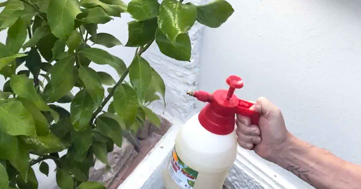Kaliseife gegen Blattläuse anwenden, von unten sprühen mit Druckzerstäuber