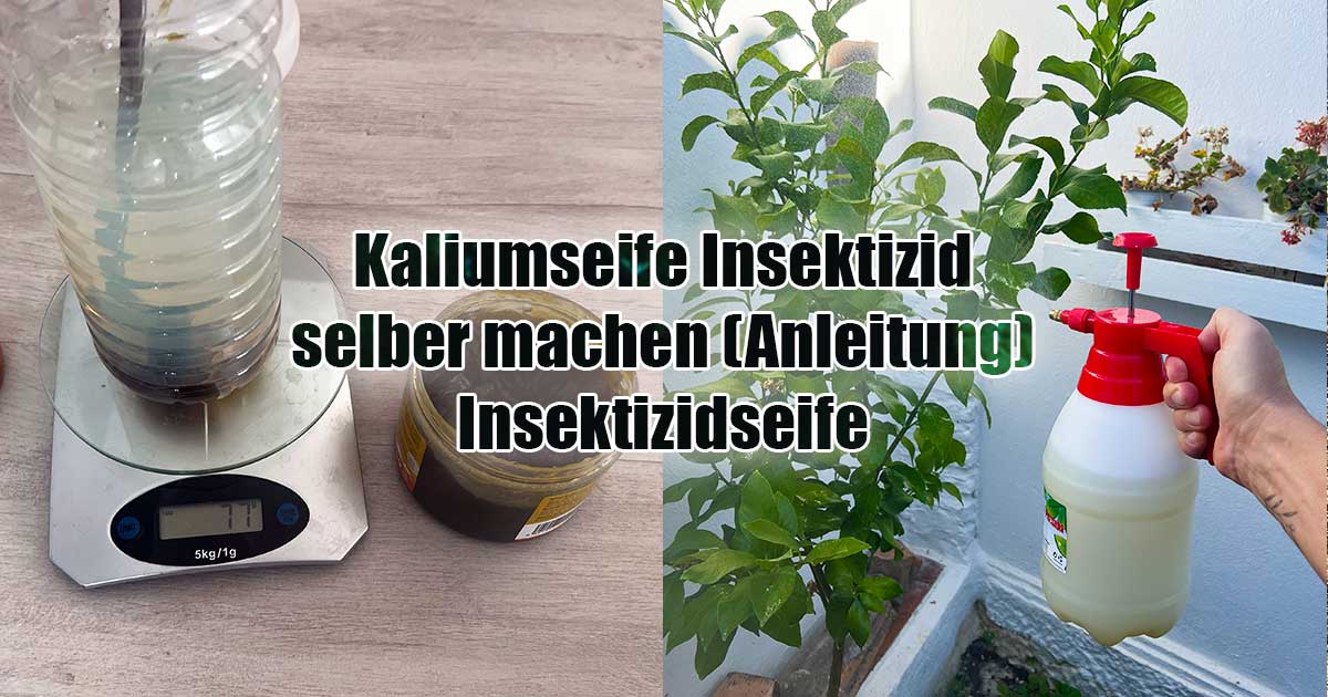 Kaliumseife Insektizid selber herstellen Anleitung