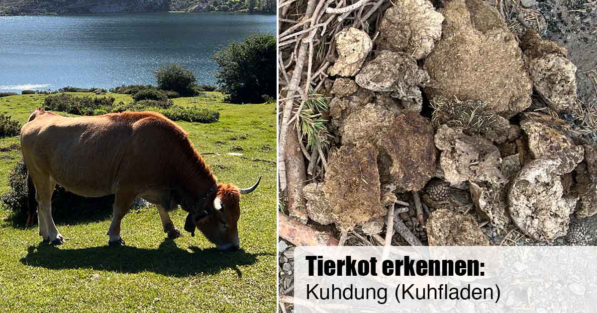 Tierkot erkennen, Kuhdung, Kuhfladen