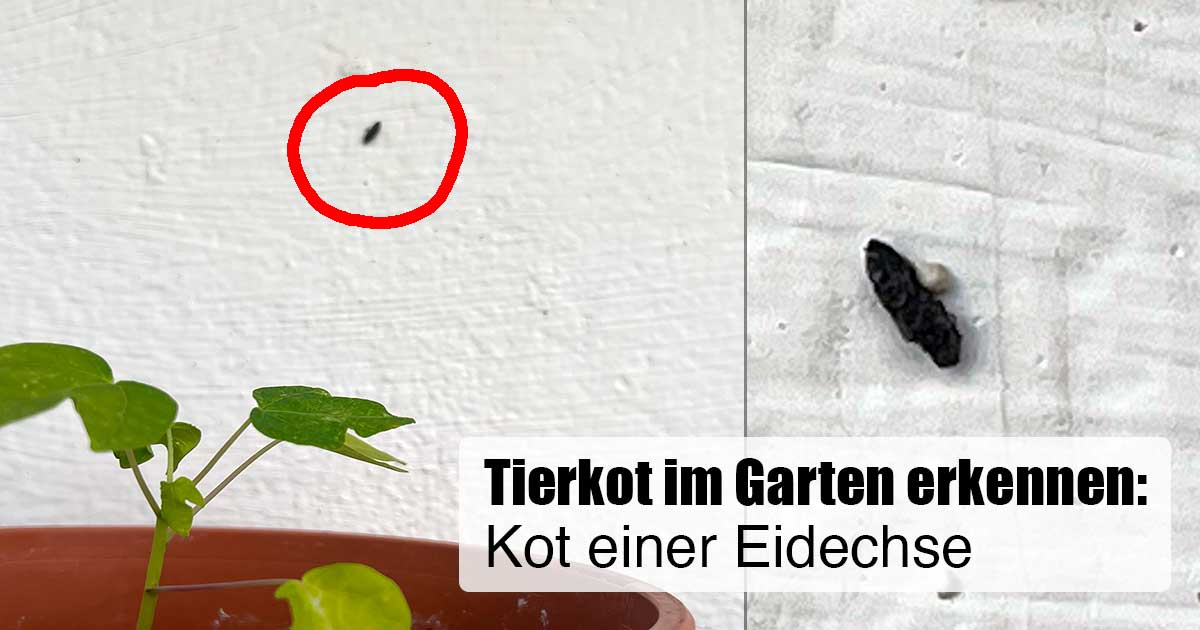 Tierkot im Garten erkennen: Kot von Eidechse