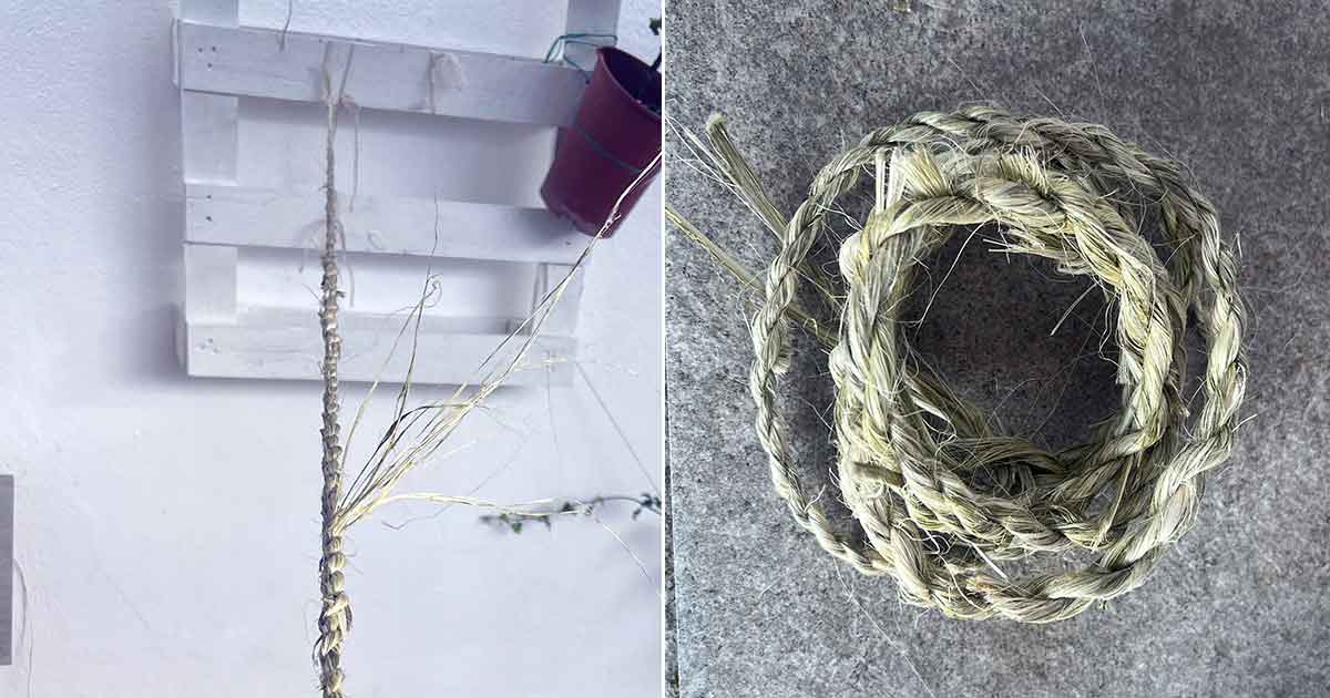 Seil gedrillt aus den getrockneten Fasern der Yucca