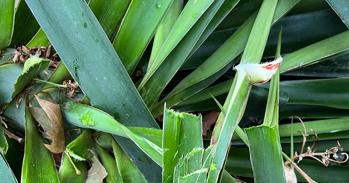 Blätter der Yucca ernten für die Gewinnung von Yucca Fasern.