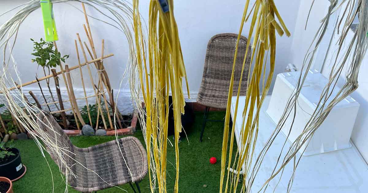 Fasern der Yucca vor der Weiterverarbeitung zu Seil trocknen