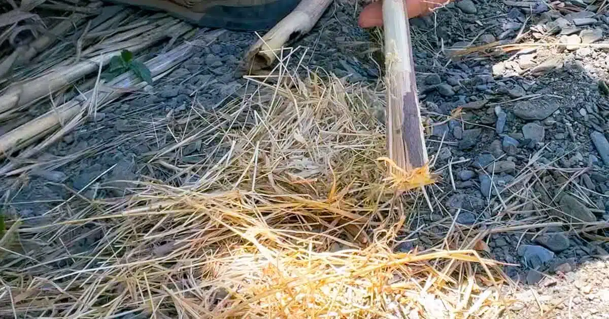 Trockene Gräser funktionieren gut als Zunder beim Feuermachen mit dem Feuerstahl
