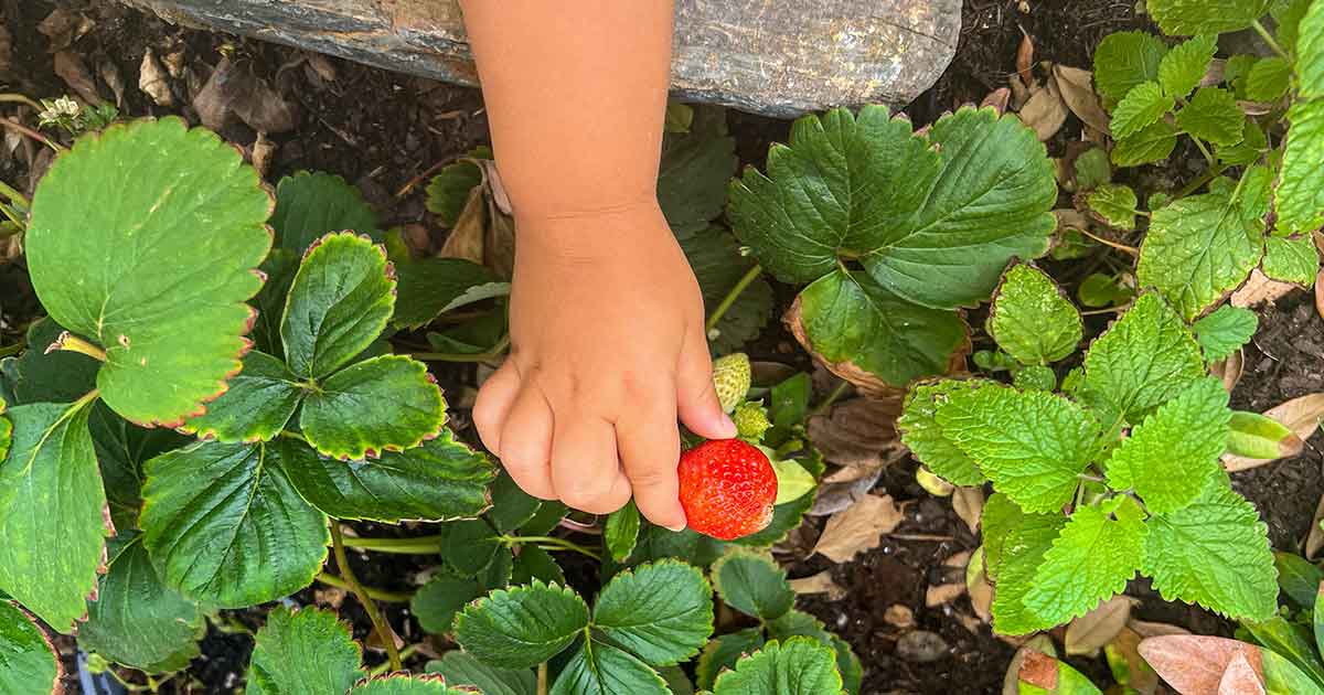 Erdbeeren lassen sich auch in Städten leicht pflanzen und ernten