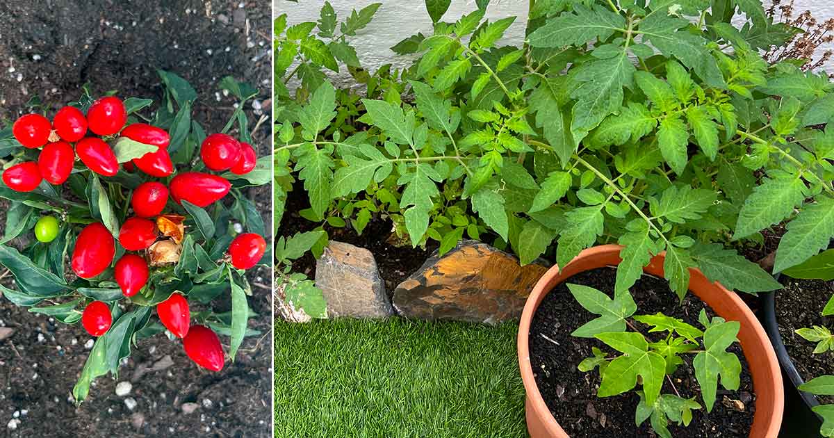 Urban Gardening Pflanzen Tomate, Paprika, Petersilie, Papaya