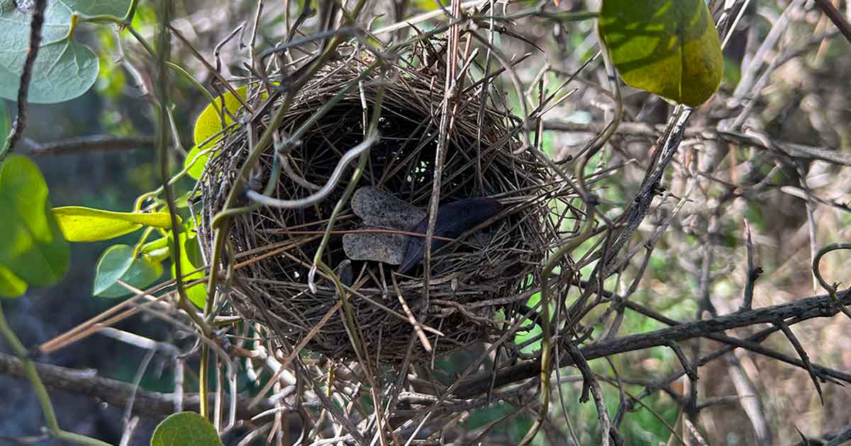 Vogelester können beim Feuermachen mit Funken als Zunder funktionieren Ein Vogelnest kann als Zunder dienen