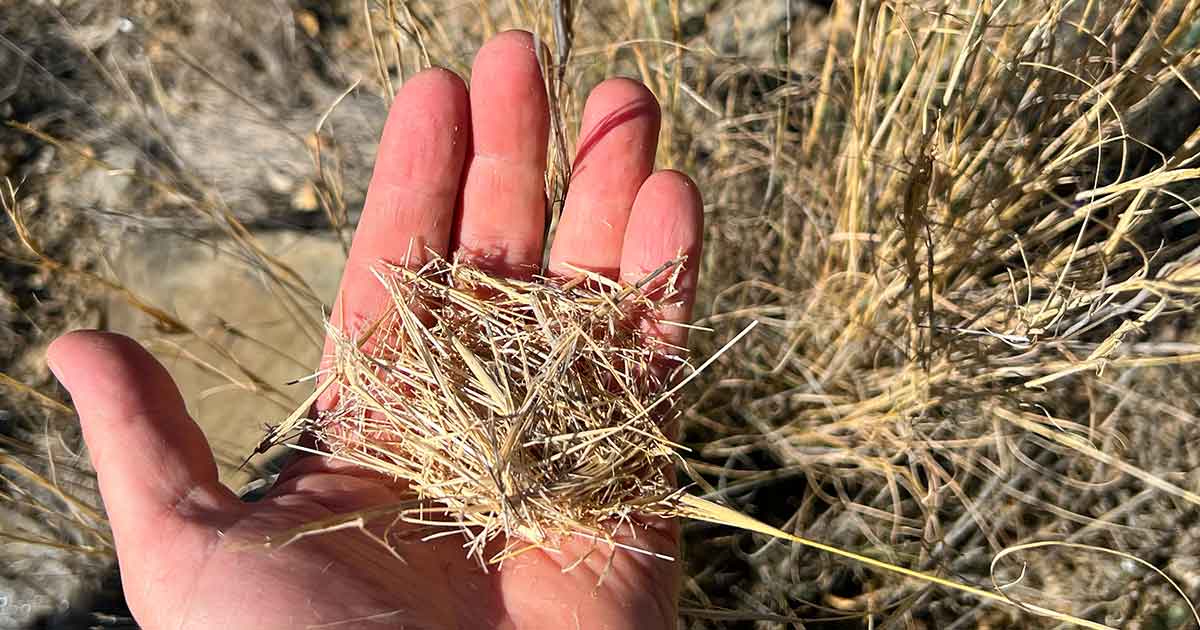 Trockene Gräser können sich als Zunder besonders leicht durch Funken und Hitze entzünden Obere Pflanzenteile und Grassamen trockener Gräser eignen sich gut als Zunder