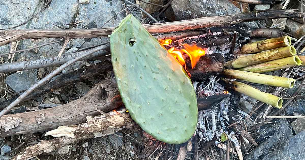 Kaktusblatt eines Nopal über Feuer garen und essen